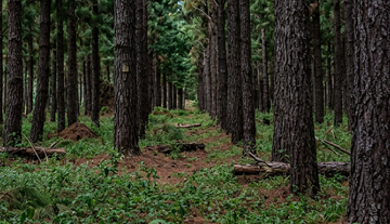 Pine Trees and Land for Sale – Nakasongola District